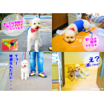 熱中症対策わんこエアコンCA3typeW